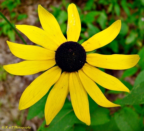 {Rudbeckia hirta}